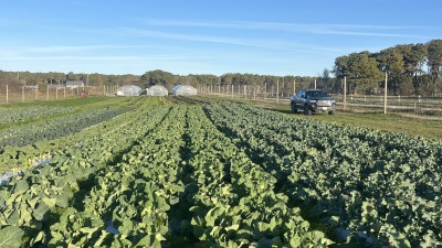 field crops