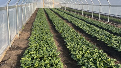 winter spinach
