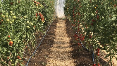 Tomatoes growing under cover