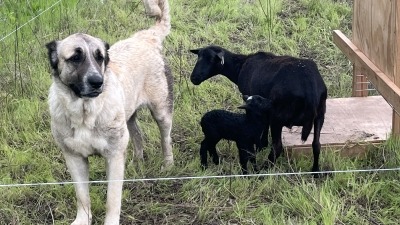 Livestock guardian dog with two of her charges.