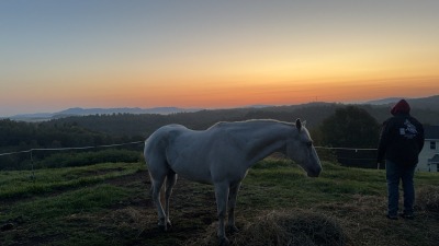 meet our horses 