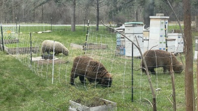 three sheep grazing within an apiary