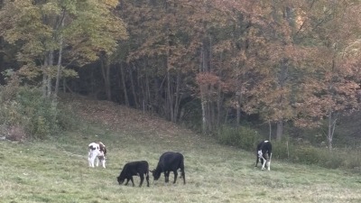 Former dairy farmer trying to start again