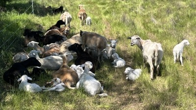 Katahdin ewes and lambs resting in the shade.