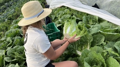 Harvesting napa cabbage