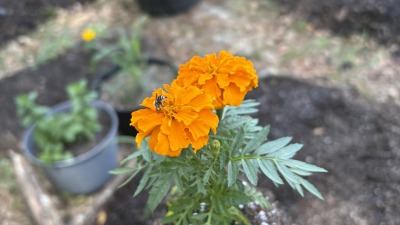 Marigolds