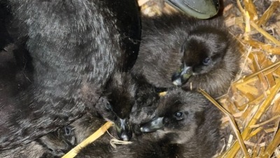 Cayuga hen with newly hatched ducklings 