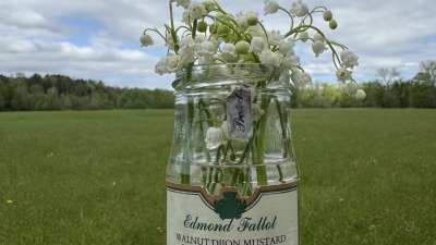 Lily of the Valley in VT farmland field