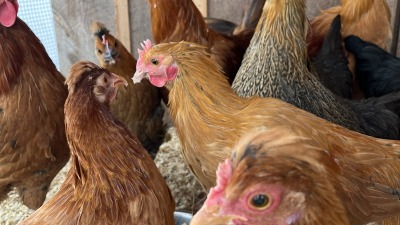 Chickens in their coop