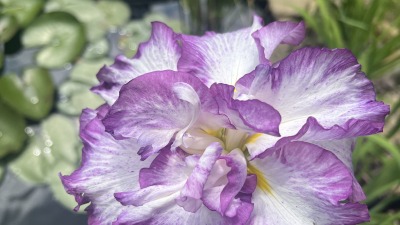 A double iris flower with purple on the outside of the petals and white in the center of the petals and a light yellow center of the flower. A small pond is out of focus in the background.