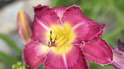 A red lily petaled flower with yellow center and a central whitish line down the center of each petal.