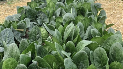 Winter greens