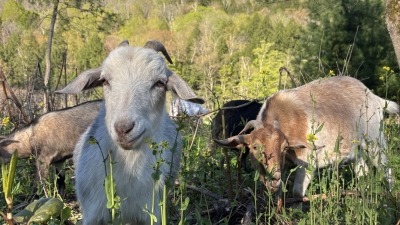 Goats for the mad river valley knotweed project