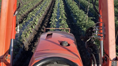 brassicas