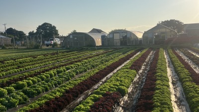 lettuce