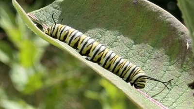 Monarch caterpillar on milkweed leaf