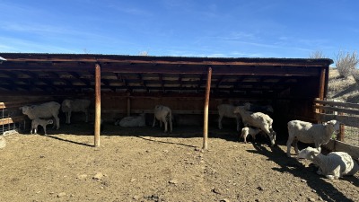 Our time at lambing school learning how to care for ewes and lambs.