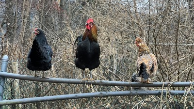Manure production team on the job.