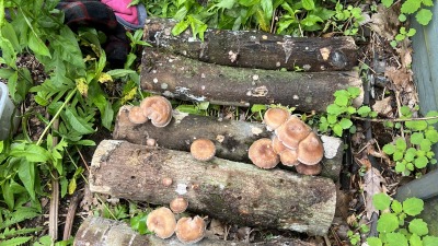 2-year old shiitake logs in full flush.