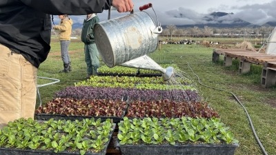 Cold frame 