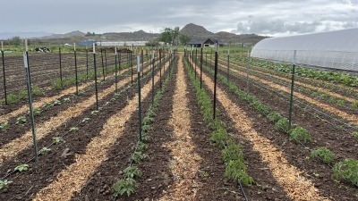 small tomato and tomatillos plants 