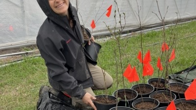 Checking on the 2200 native plants we bareroot potted up, half inoculated (and half not) with native mycorrhizae we grew following a guide we recently published