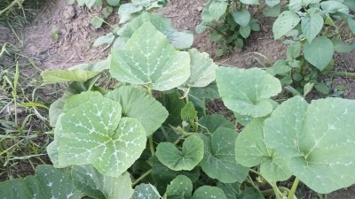 Bitter greens and squash