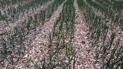 Garlic growing