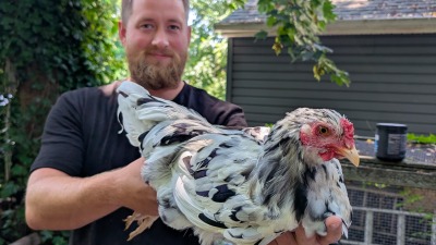 Sean & rooster