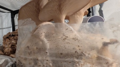King Trumpet mushrooms