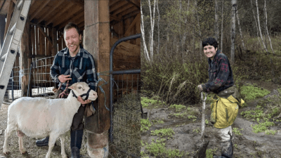 Sam with freshly shorn sheep and Julia planting trees for a restoration project.