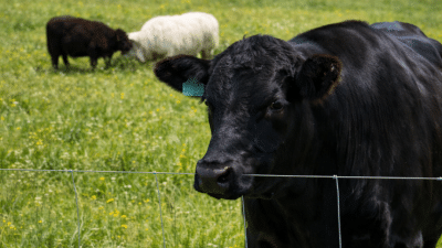 Summer Steer