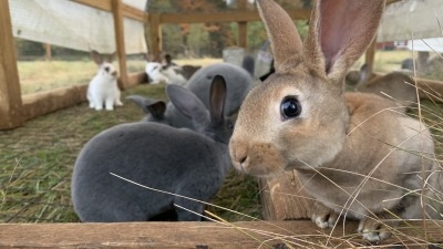 rabbits