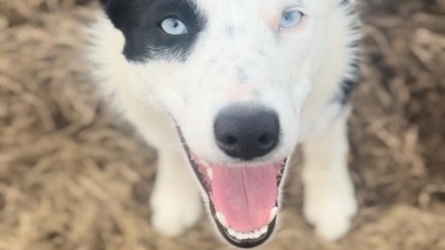 This is Annie, who is only serious when there are sheep involved, otherwise she's just a joyful, happy dog