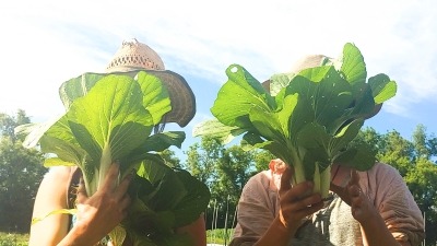Harvest Bok Choy