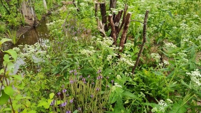 One of the degraded riparian buffers where we helped facilitate restoration in year 1