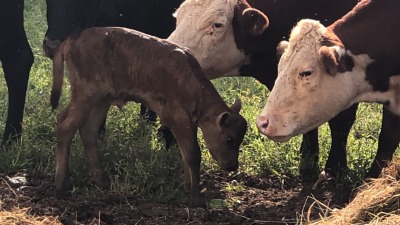 Cow/Calf