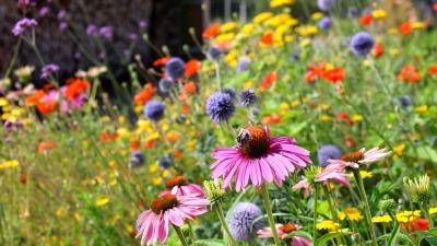 Medicinal  and edible flowers