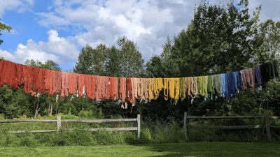 Graham and his students dyed this rainbow of wool with plants