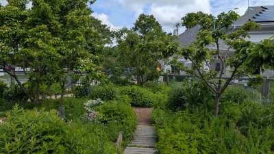 food forest at the school