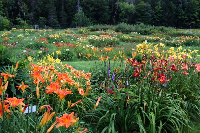 Daylily Cedar Waxwing - Vermont Flower Farm