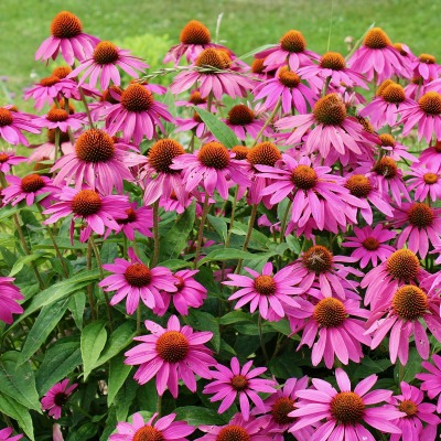 United States flowers 