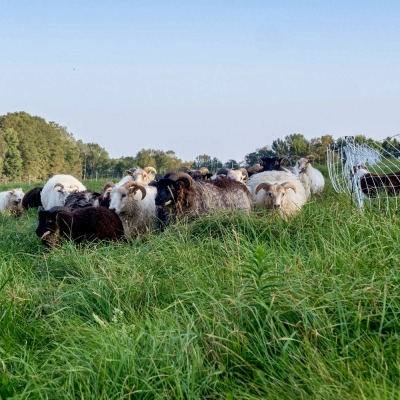 We raise registered Icelandic sheep