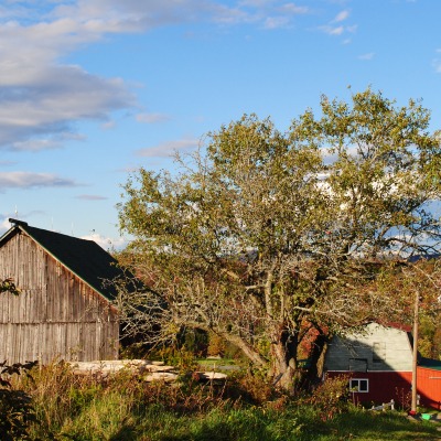 Mid1800s pegged barn with new metal roof 2025