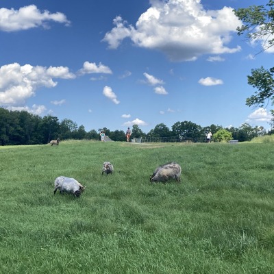 A couple members of our former flock