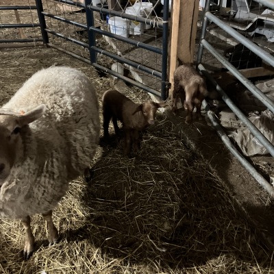 Barn and pastures ideal for small livestock