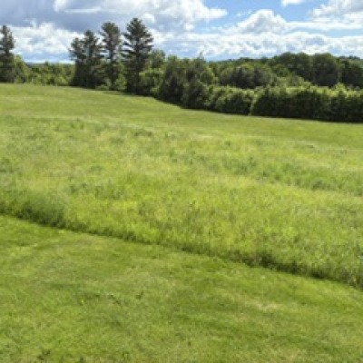 Section of wild orchard grass/timothy 