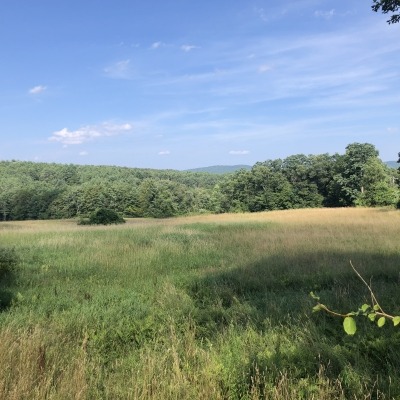 East field - view 1