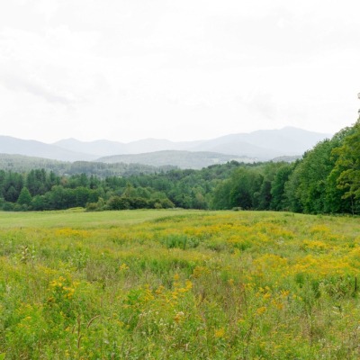Open field surrounded by forest