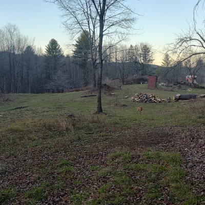 Field sugarbush opens into 